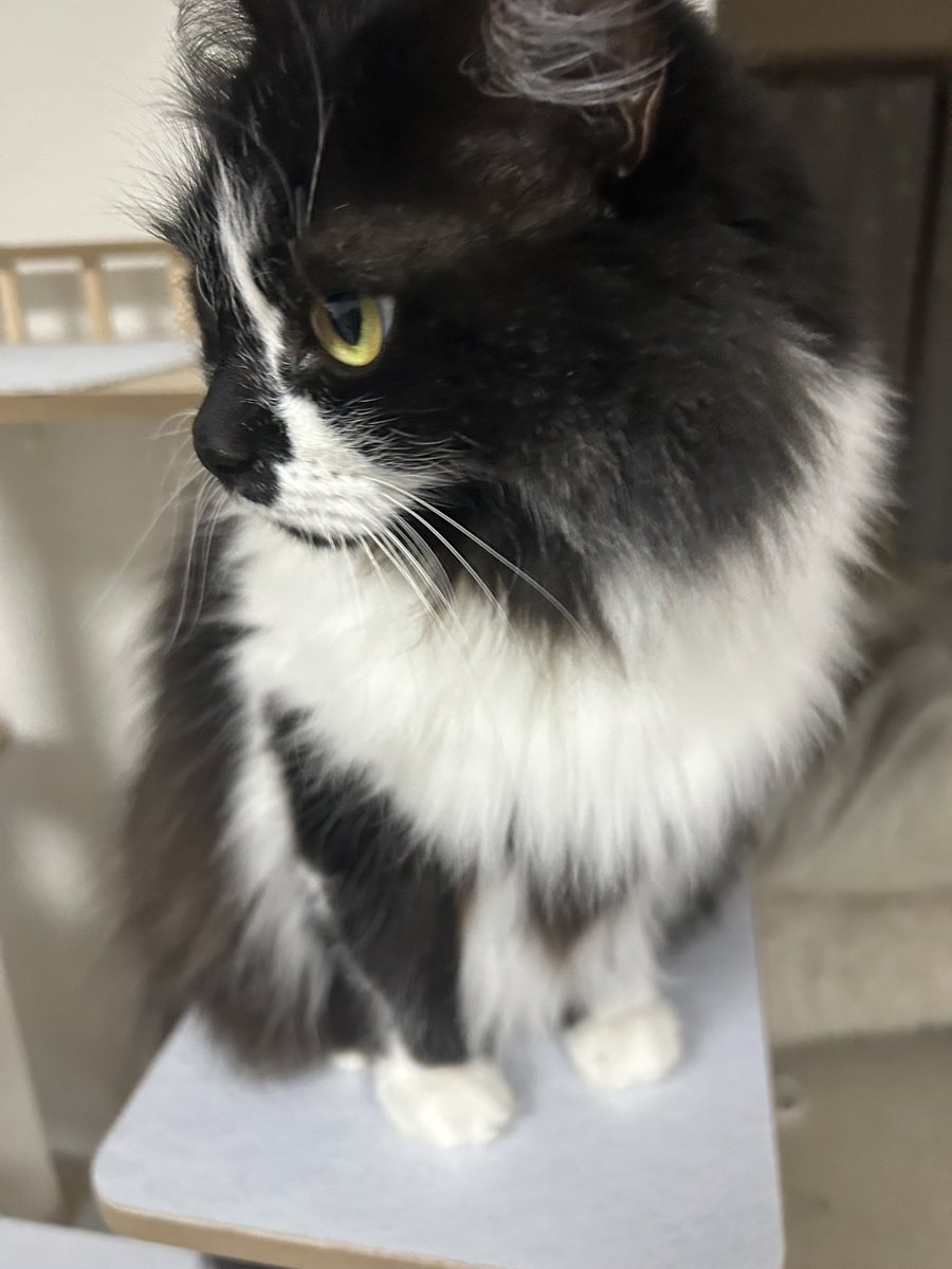 O_SsDad's tweet photo. 最近キャットタワーに登るようになったすーちゃん😊🍀

降りる時「ふん！」て言う笑

#猫のいる幸せ https://t.co/EVtxVsqRua