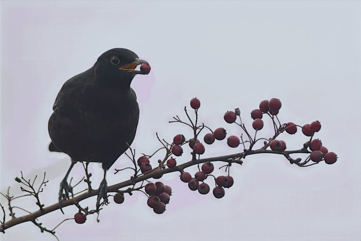bomberburnside's tweet image. The local blackbirds were giving the hawthorns some hammer this morning.