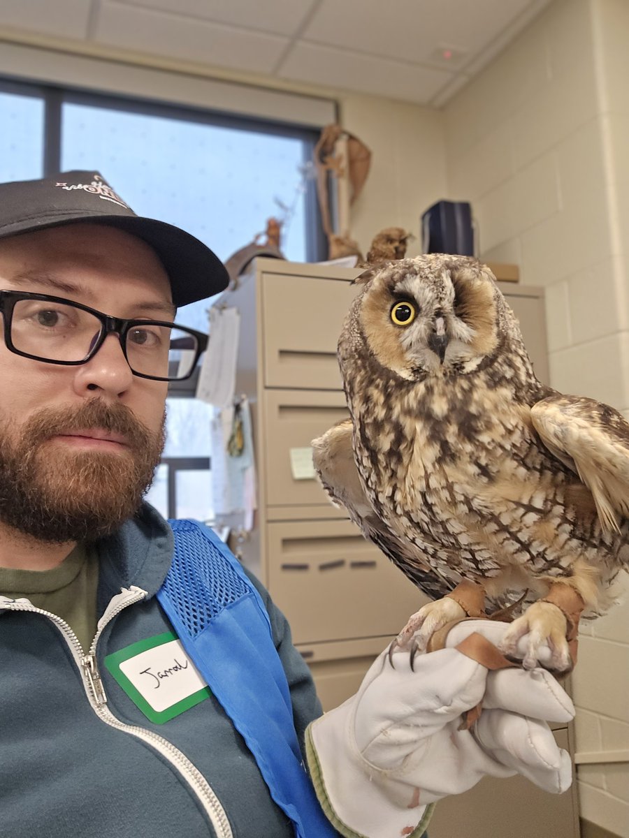 First time holding our new educational Long-eared owl Obi.