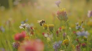 Brian_Sauve's tweet image. You live in a world in which tiny, self-replicating biological drones (capable of flight) farm fields of living artwork to make delicious sugar syrup encased in dizzying waxen geometry.

Atheism is literally stupid.