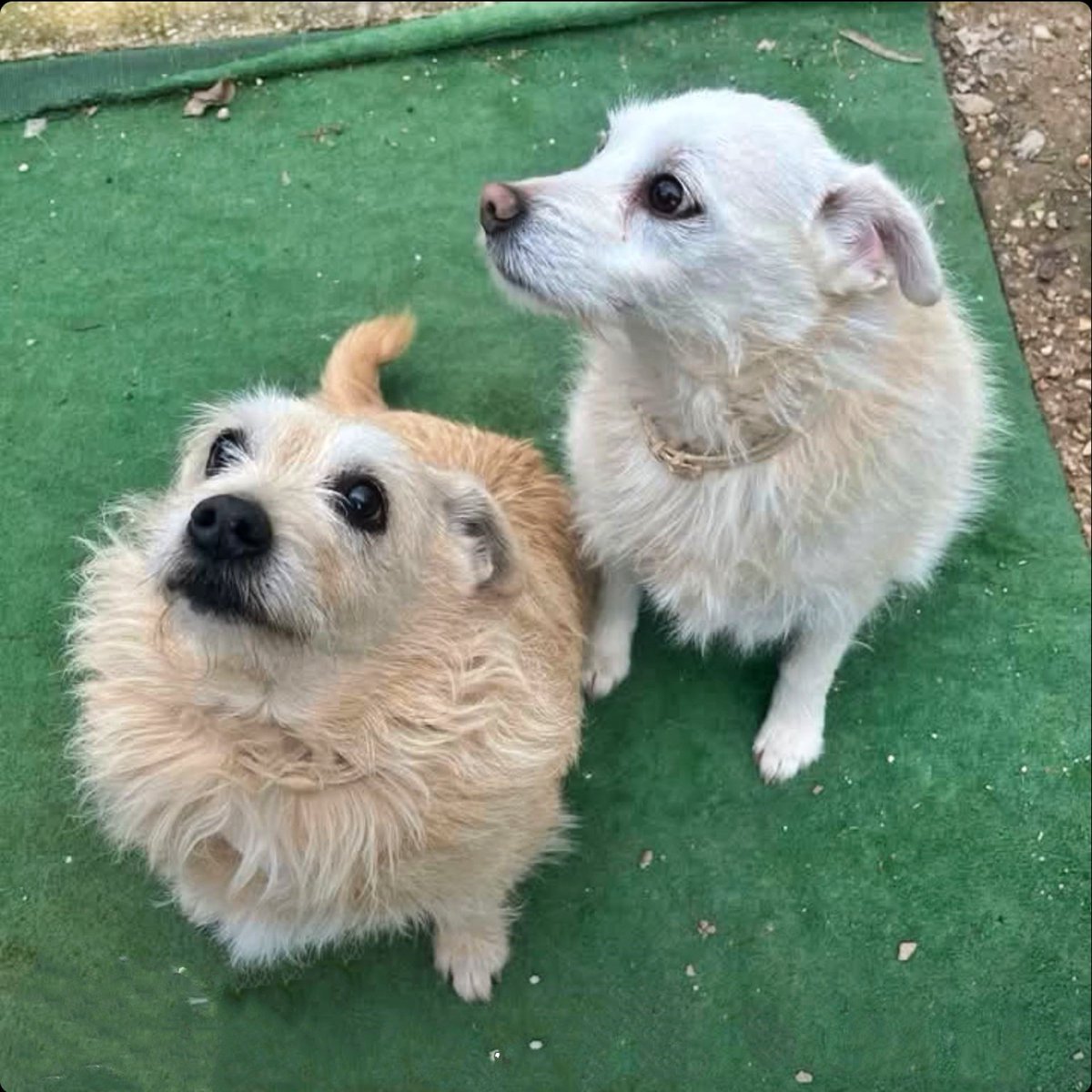 #Valencia
Estos dos abuelitos siempre han estado muy bien cuidados, pero ahora, las cosas han cambiado y a su humano... le queda poco de vida 😢. Va a ser un golpe terrible para ellos quedarse solitos.

El macho (el blanco) tiene 12 años y está castrado. 
La hembra (canelita),