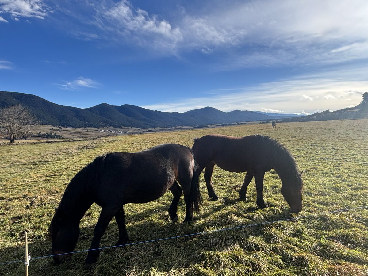 q_u_i_m_'s tweet image. Puigbalador, comarca del Capcir.
Catalunya Nord.