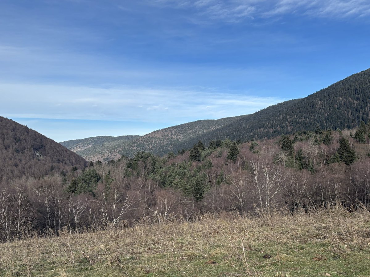 q_u_i_m_'s tweet image. Puigbalador, comarca del Capcir.
Catalunya Nord.