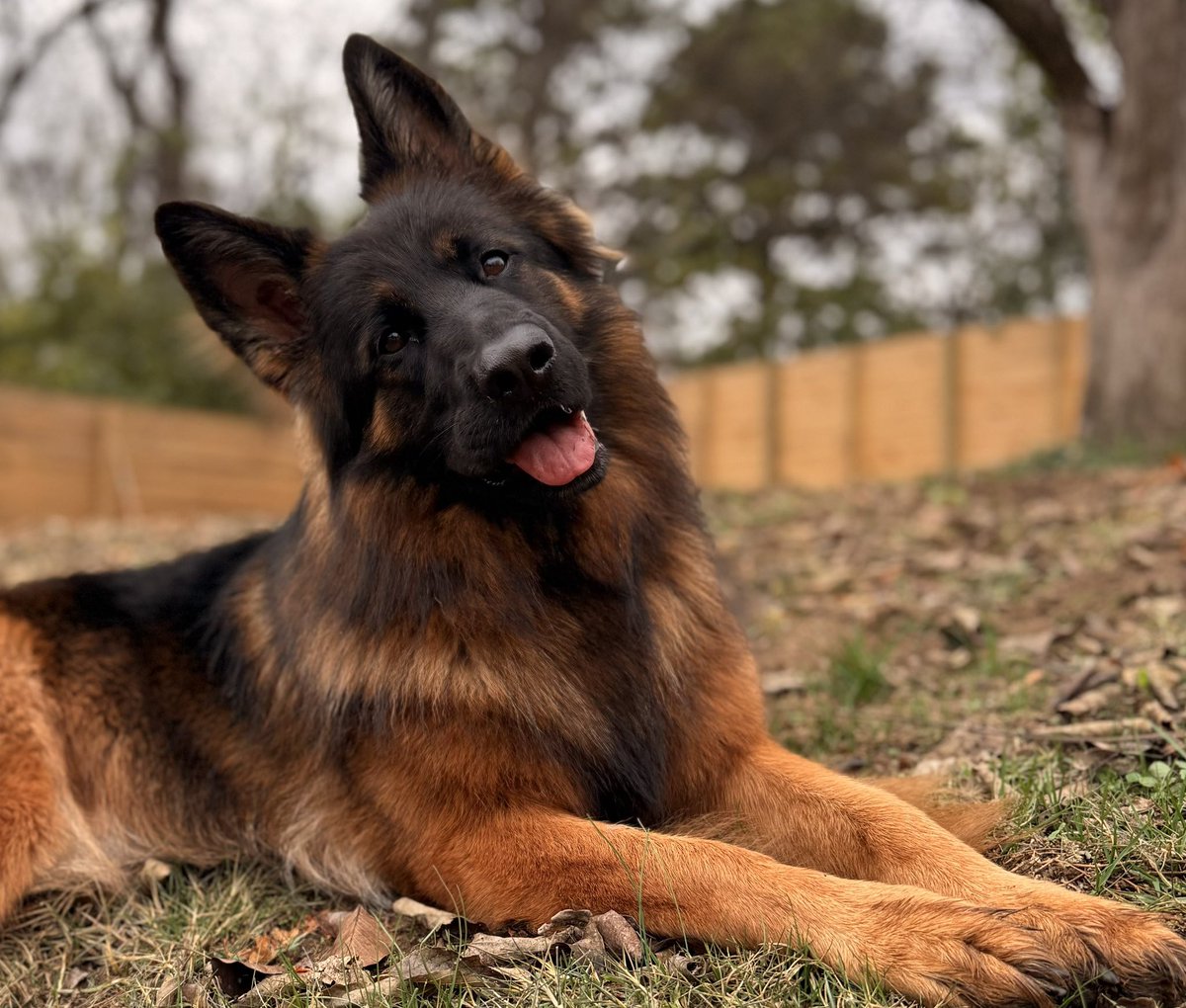 TheJohnnyTV's tweet image. Okay so, it is I Kara, the bear, the pup of positivity. Here is your quote for the weekend:

&quot;Love is life. And if you miss love, you miss life.&quot; — Leo Buscaglia
I love my family and my friends.