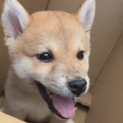 🐕 tweet media