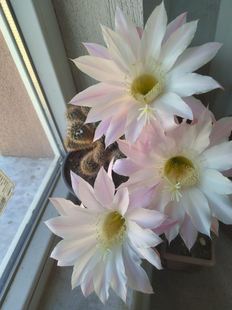 Bir günlük çiçek kaktüs 🌵