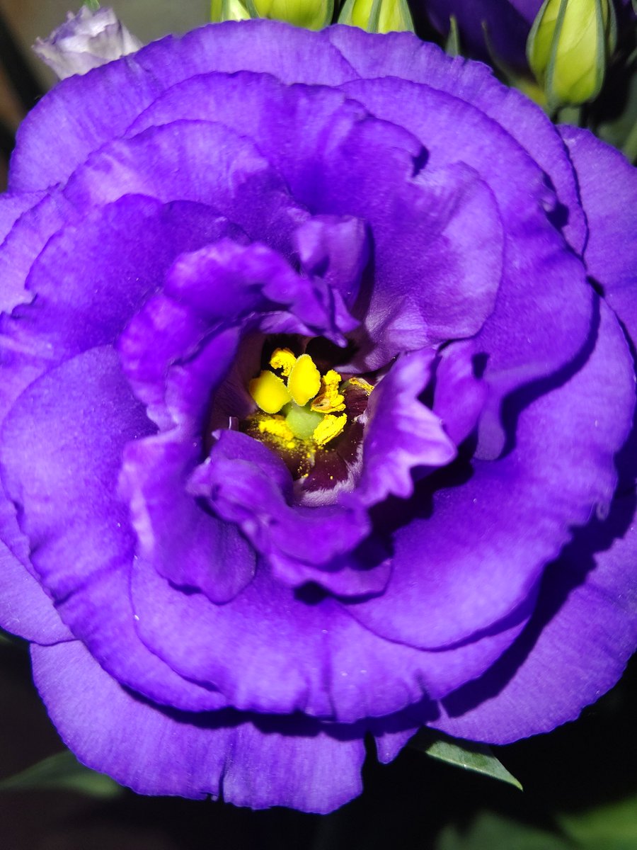 PURPLEforce01♥ tweet media