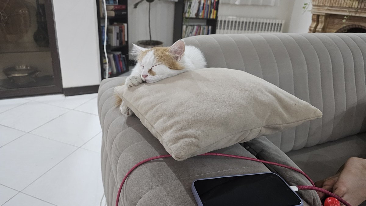 سلام من نسترنم
فکر کنم ۵ ماهه شدم
به منم ۲ ماه پیش سم داده بودن ولی واسه زنده موندنم کلی جنگیدم
الانم خوب شدم ولی یکی از چشمام یکم دارو باید بگیره
من خیلی آروم و بغلی و مهربونم
منو به سرپرستی بگیرید که خوشبختتون کنم
رلستی واکسن‌هام رو بعد از ویزیت پزشک میزنم.
#واگذاری #گربه