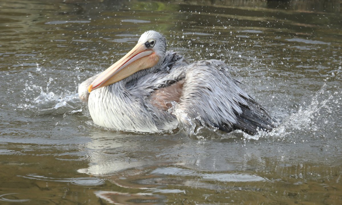 Pink Backed Pelican <a href="/exmoorzoo/">Exmoor Zoo</a> #pelican