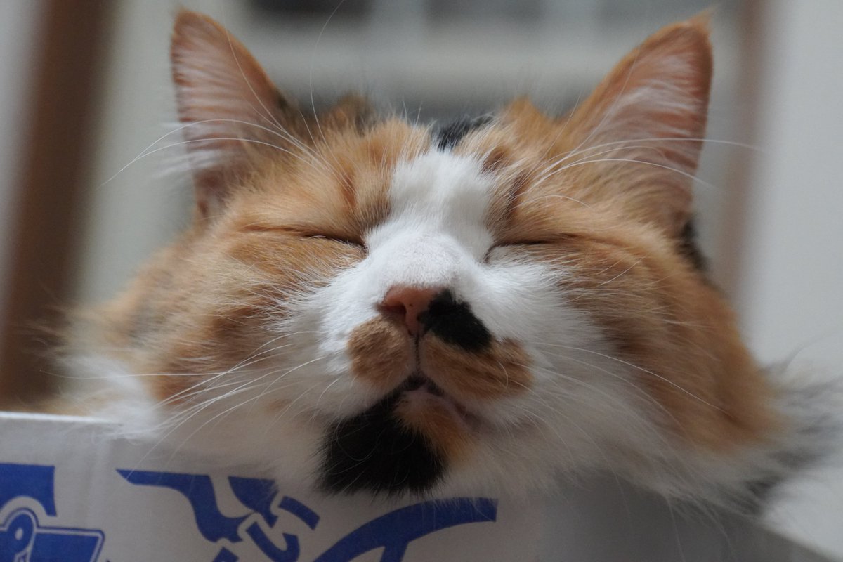 uBg3tA5OFRdyFQS's tweet image. おやすみ💤
金曜日に副部長（後輩）と話して、いつでも休職できる準備は出来た
後はタイミングだけだ
#毎日が猫の日 #猫好き #保護ねこ