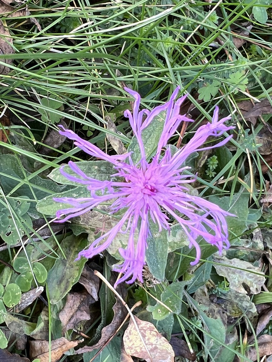 En passant dans le jardin…