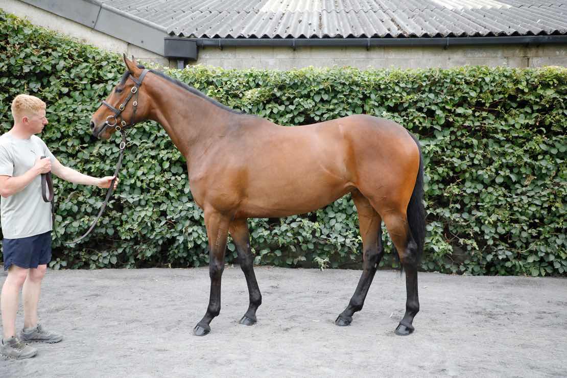 Tattersalls Ireland tweet media