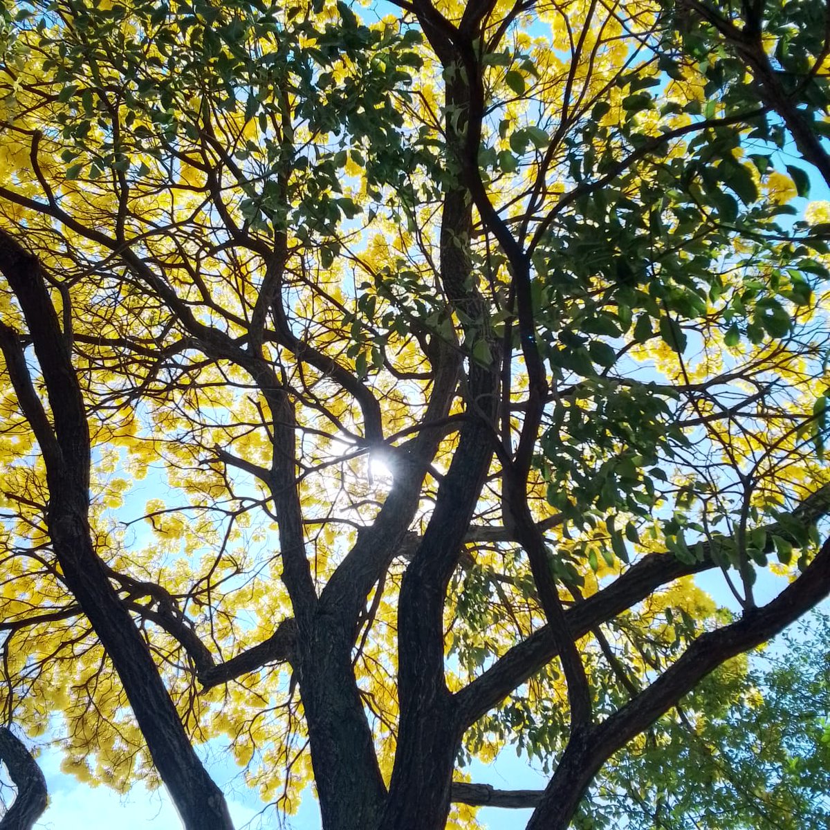 LA NATURA A DESTIEMPO
En pleno noviembre en el inicio de la Estación Seca y fase NEUTRAL de El Niño florece un Handroanthus chrisanthus (Araguaney).
Escuela CAURA en Ciudad Guayana. Venezuela.
Saludos a TODOS