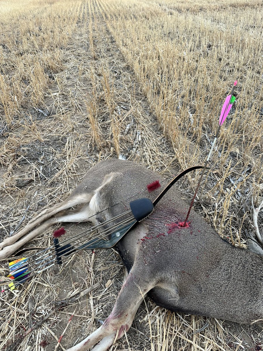 The $80 recurve from eBay does indeed work….