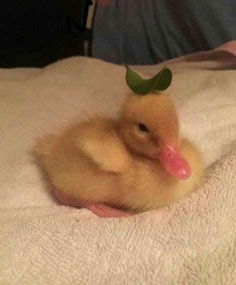 quackchannie's tweet image. 