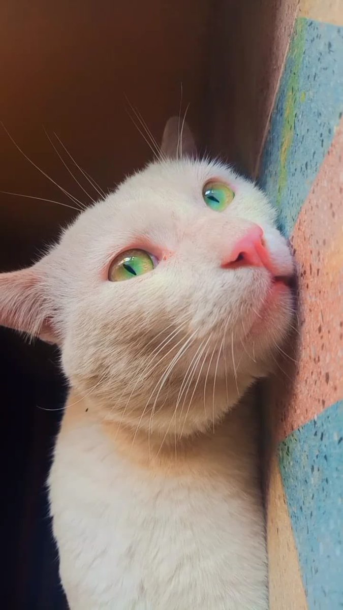 How cute I’m on a scale of 0-10 ?