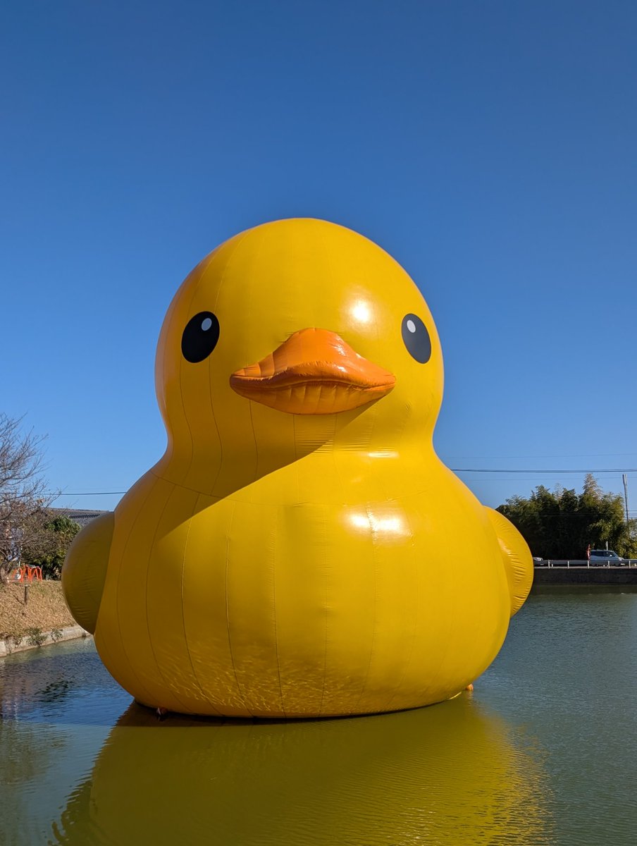 003_holly's tweet photo. 国東のアヒル最終日行ってきました!
思っていたより大きくて可愛いかった💞 https://t.co/zwAOcg2ZGG