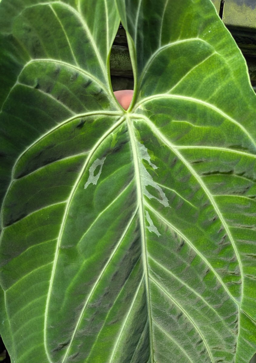 ForestHigh (@ForestHigh971) / Posts and Replies / X