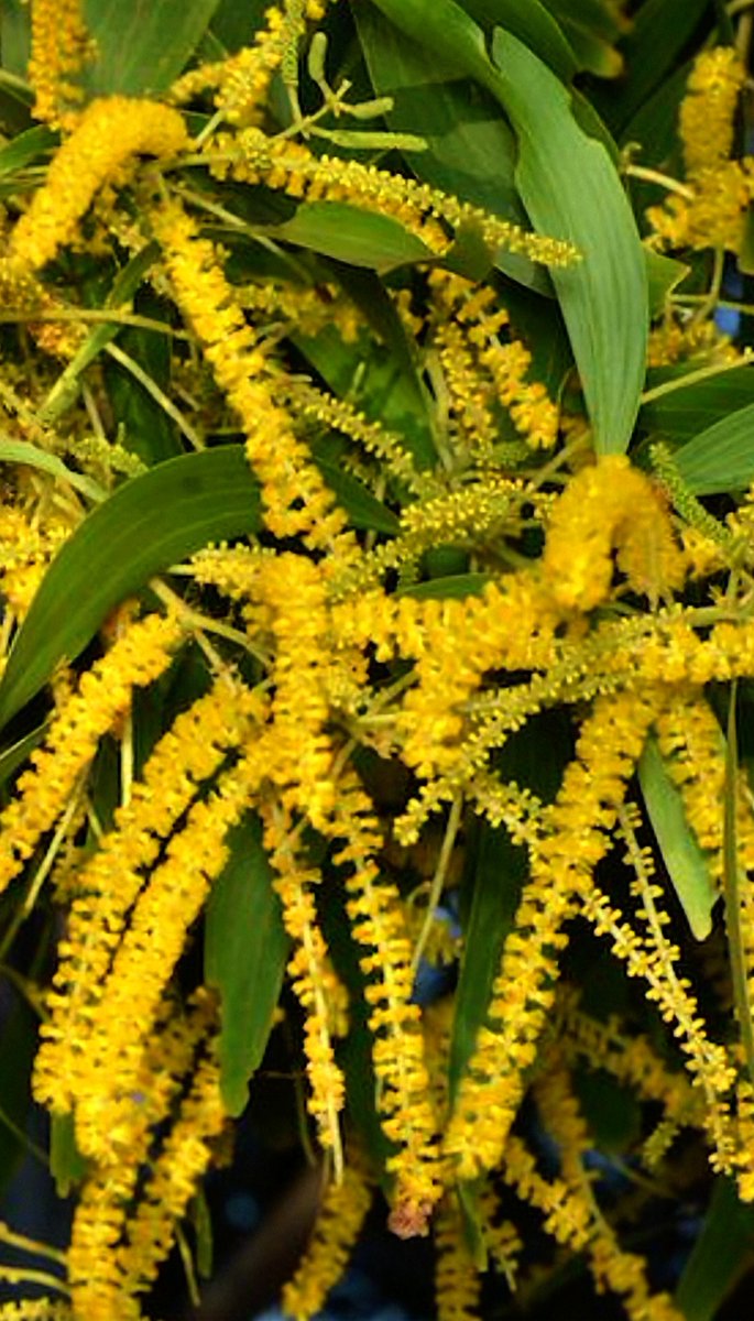 Kon_tessa's tweet image. #SundayYellow 
#AlphabetChallenge 
#WeekVforVowels 
Australia Gold Vine💫💫💫