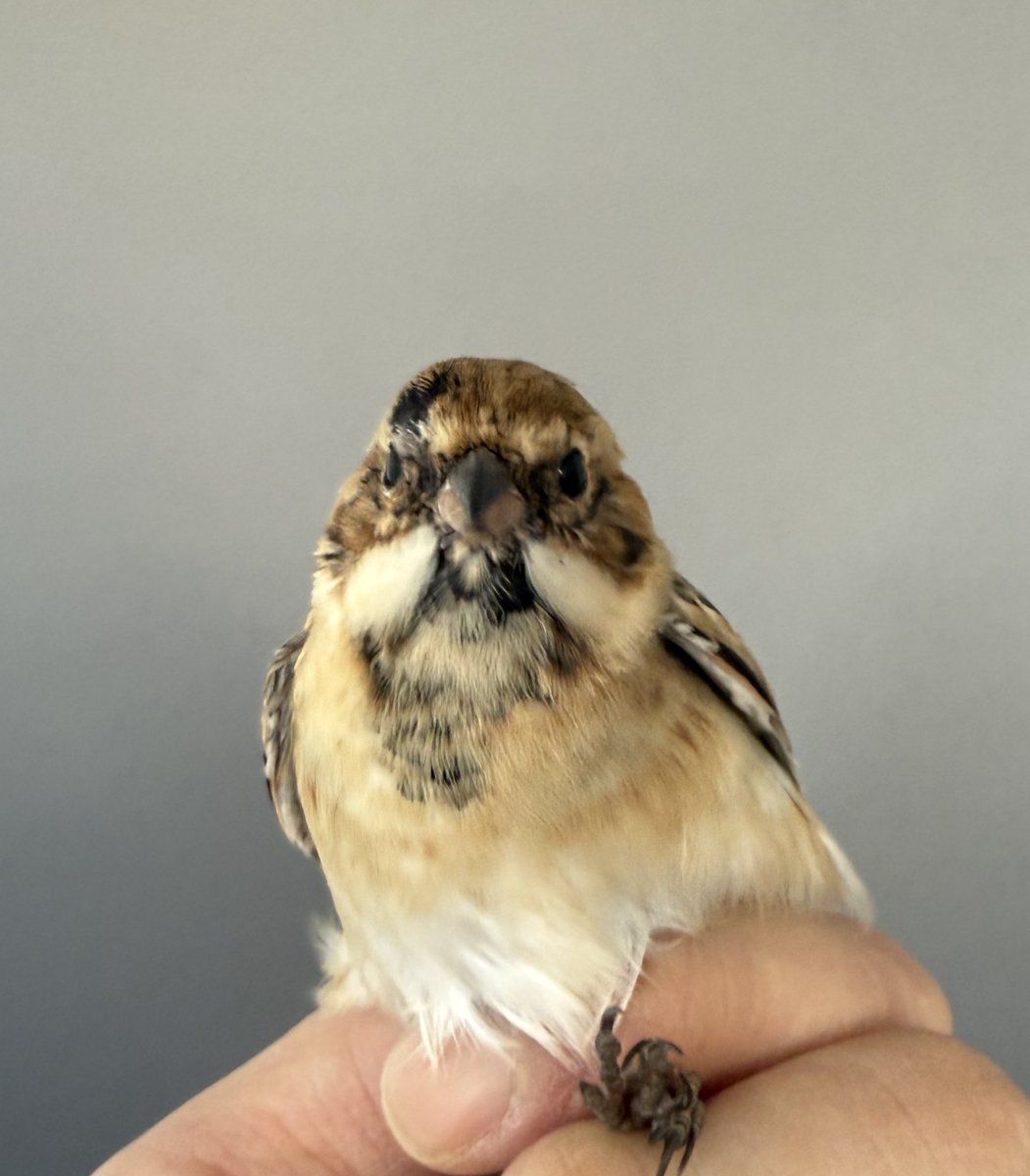 Jun Hosoya tweet media