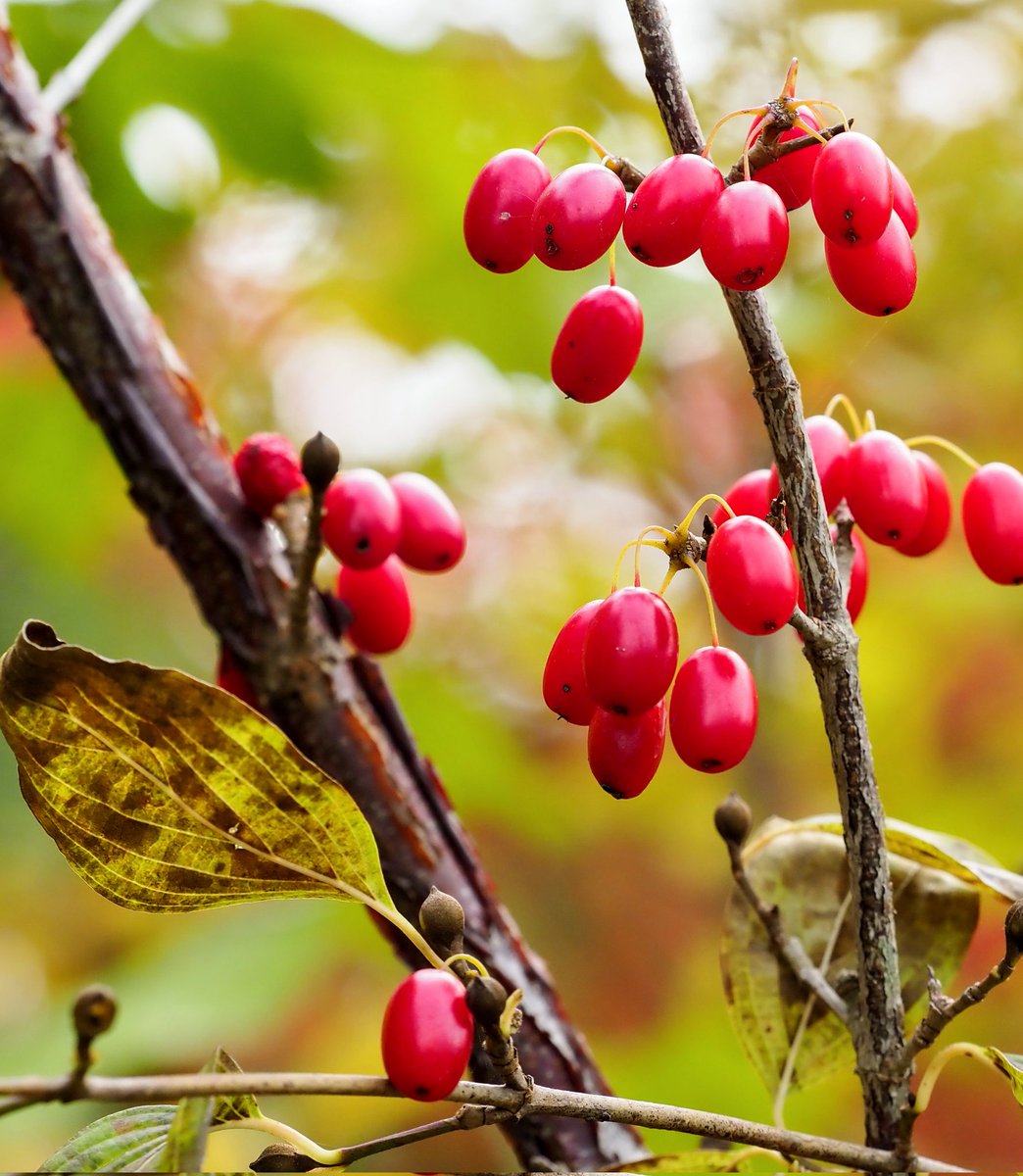 山の家に遊びに来ていた孫たちが帰って行くと秋の日差しが急に晩秋の色を増したように感じる
グリグリっと可愛いサンシュユの実たちが慰めてくれている