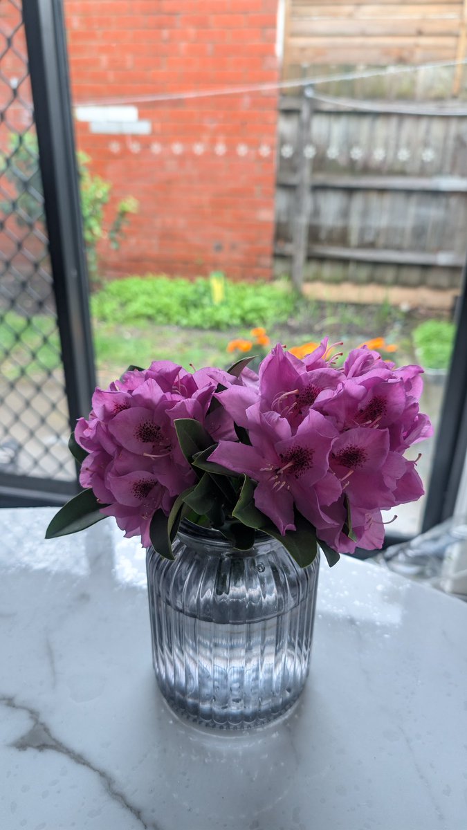 theganeshlife's tweet image. लालीगुराँस । 😀