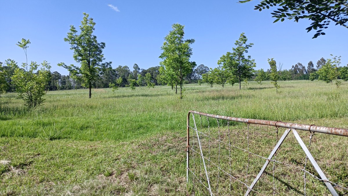 Summer rains leaving everything fresh and the colours intense. So blessed to live out in the countryside.