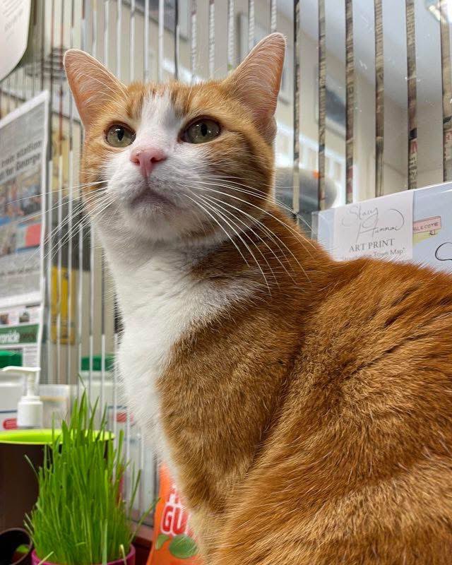 Good morning &amp; welcome to Roast Dinner Day

Let the light of a new day settle softly around you. 
Move gently, choose kindness, and trust that even the quietest steps can lead you somewhere beautiful

#cats #cats #Cat #CatsOnTwitter