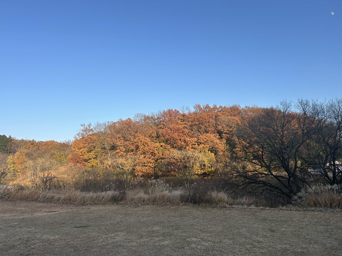 chiyo_o2o8's tweet image. 紅葉なかなか