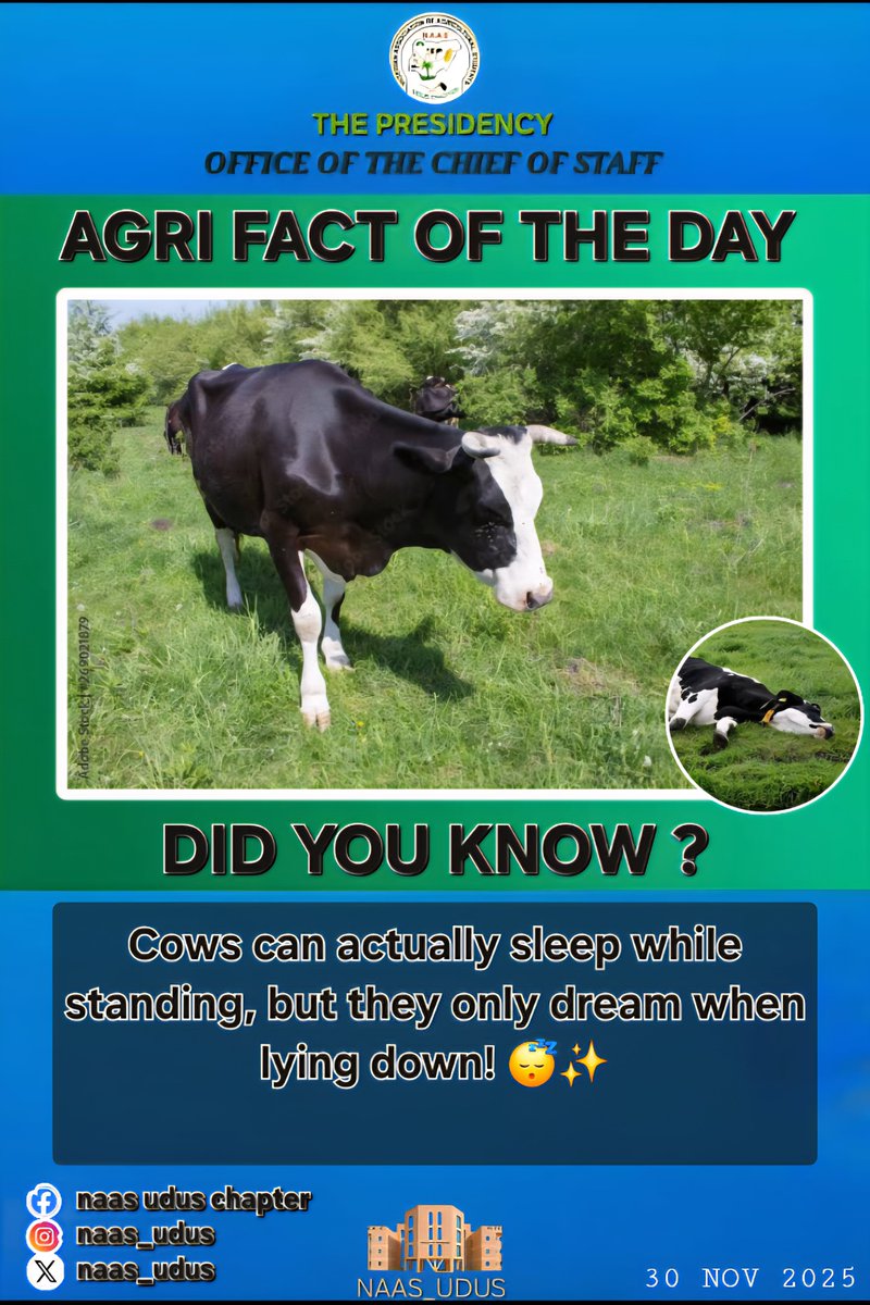 naas_udus's tweet photo. AGRI FACT OF THE DAY

" Repost if you learned something new today! "

#NAASUDUS2526
#NAASGREENKNOWLEDGE 
#GROWGREENGROWPROSPERITY
#FACULTYOFAGRICULTUREUDUS 
#UDUSOK https://t.co/zprawb7QTZ