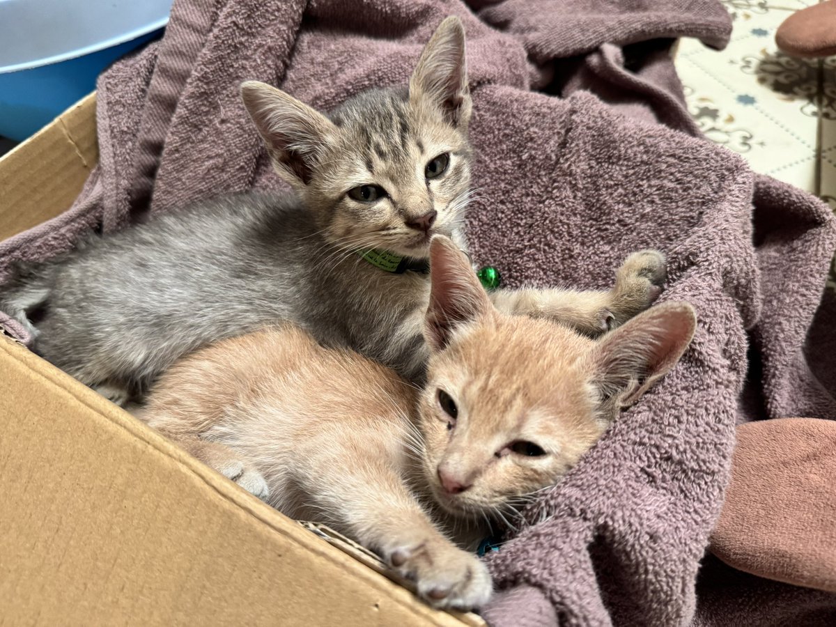 Fuwadaiji's tweet image. ถ่ายกุเพื่อ กุจะนอน