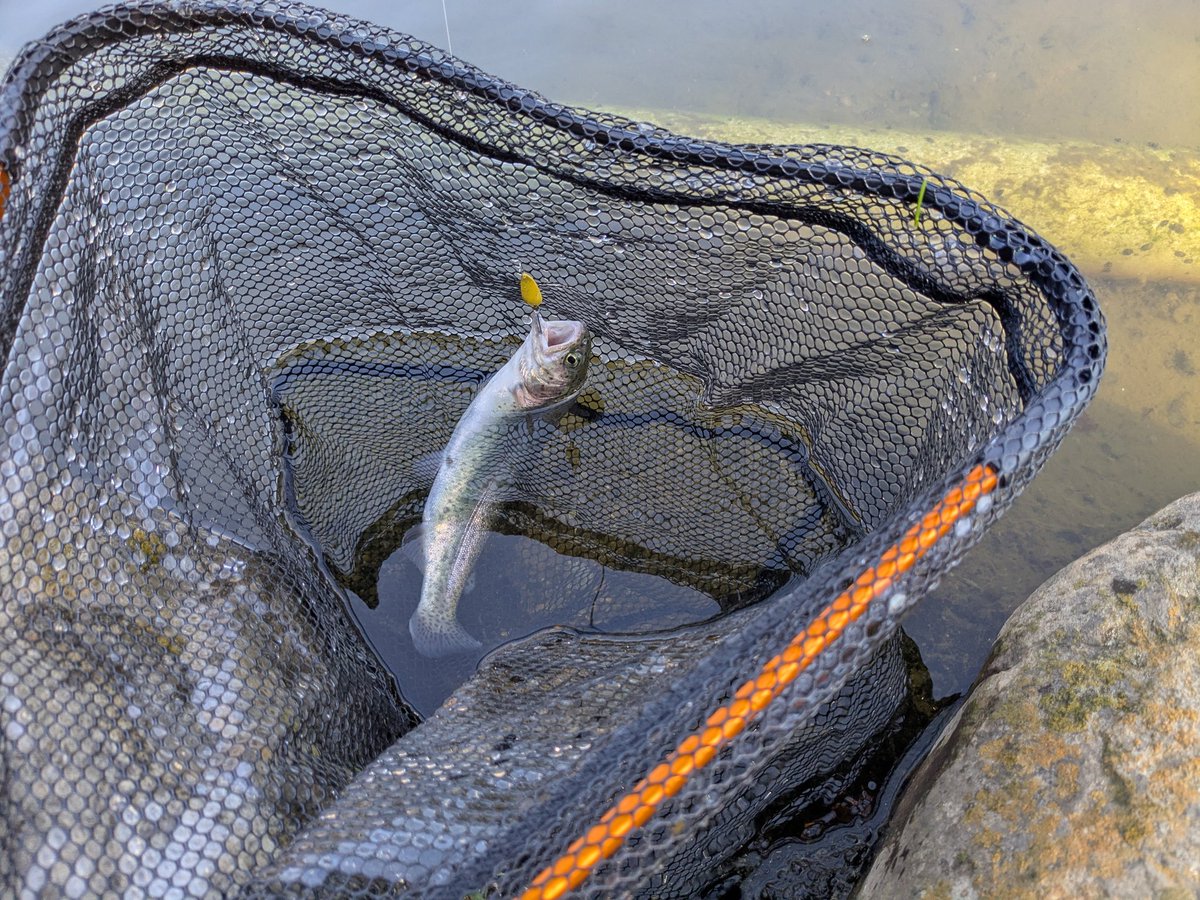 Post by 明波ヤスタカ on X: 3匹目ー