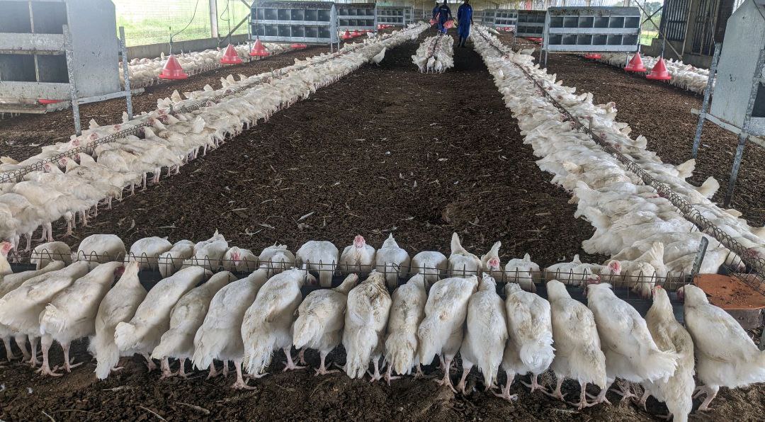 As a poultry farm owner your work is not raising up early in the morning to feed the chickens.

Leave those tasks to supervisors and workers. 

Your task are:
1.Raising Capital to up scale.

2. Market development.

3. Financial planning &amp; Mgnt.

4.Supplier &amp; Customer Relations