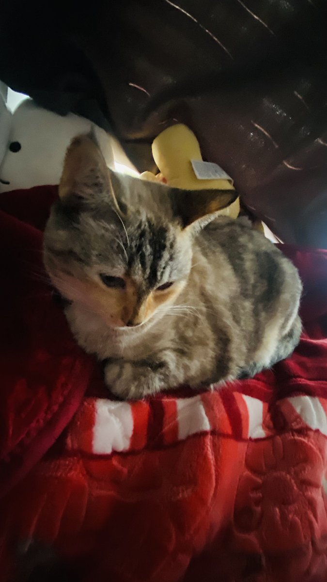 Happeningcel tweet media