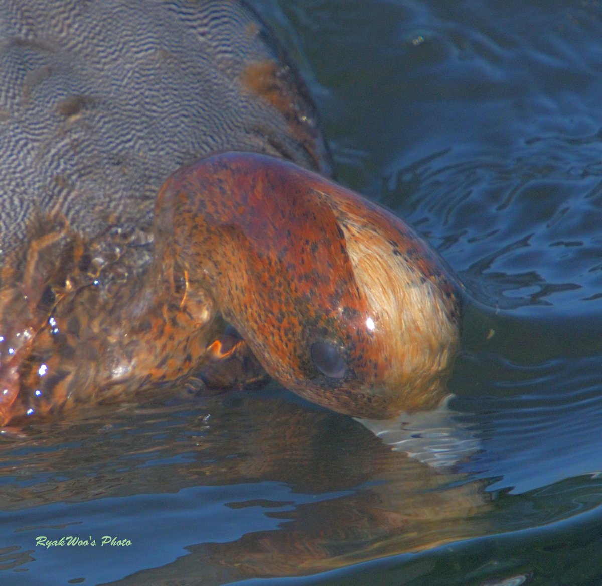 rb_merganser's tweet image. 過去絵。