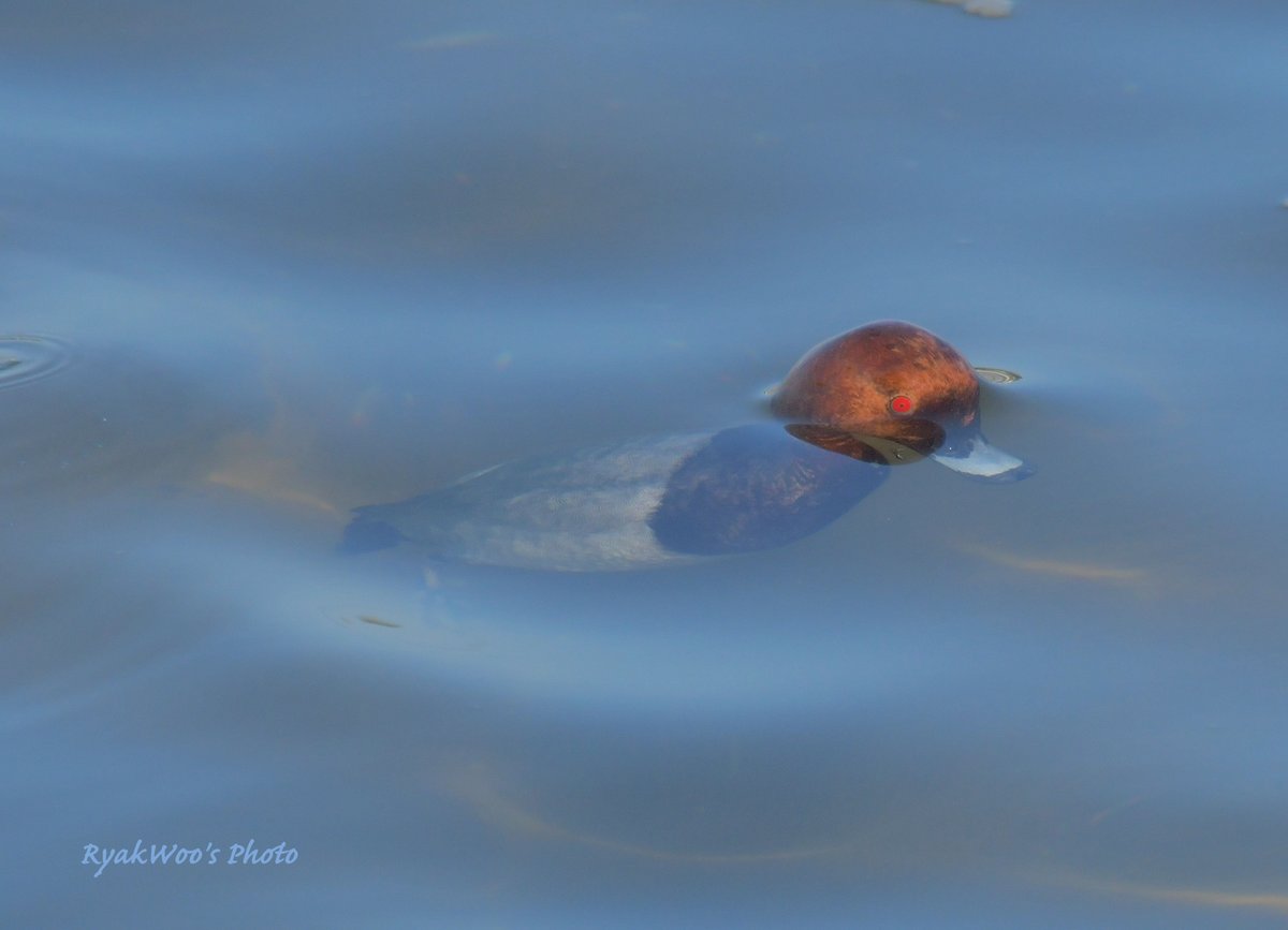 rb_merganser's tweet image. 過去絵。