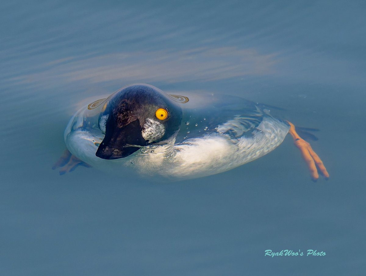 rb_merganser's tweet image. 過去絵。