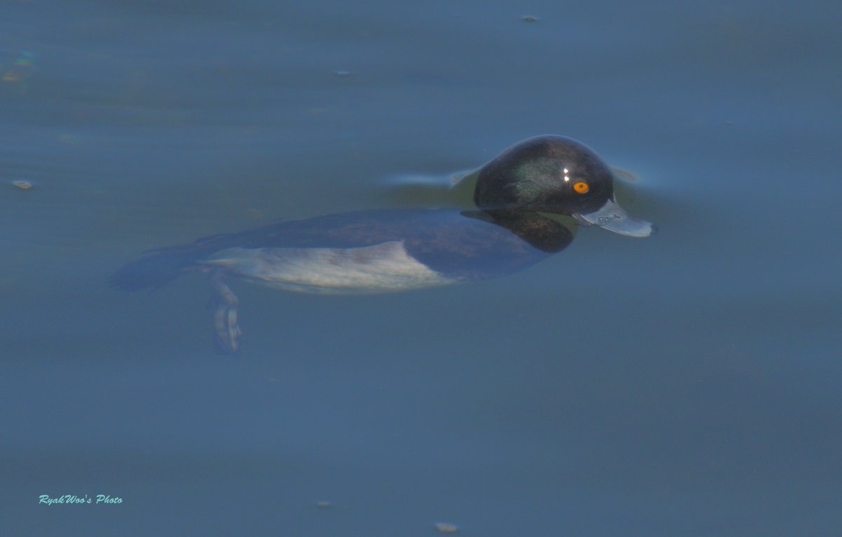 rb_merganser's tweet image. 過去絵。