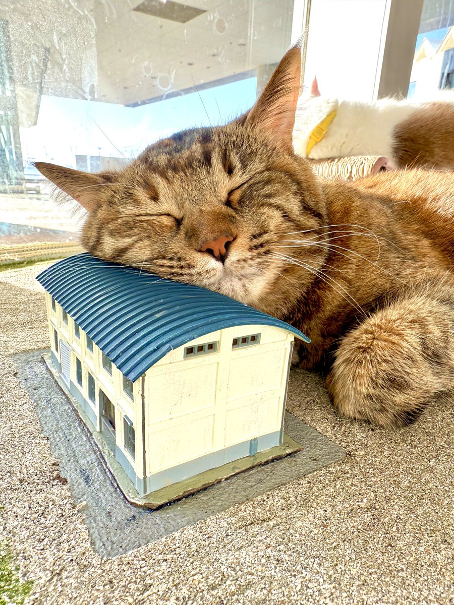 モフモフ (@mfmfonk) / Posts and Replies / X