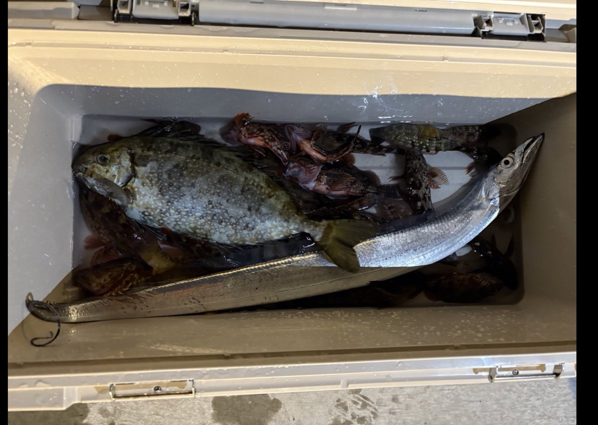 ytr10041's tweet photo. 昨日はBlueBlue堤防に行ってきました🐟
ルアーは前半は反応ないものの暗くなってから弟の友達がタチウオ釣ってくれました👌👍ナイスーーーーー👏
アイゴはフカセもどきの仕掛けで釣れた🐟
カサゴはいいサイズ連発でした😊
BlueBlue堤防はポテンシャルすごいと思いました✌️✌️

#BlueBlue
#釣り https://t.co/1YTifdeYgQ