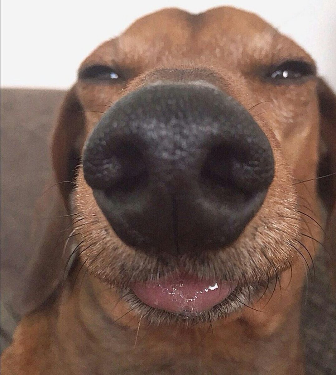 salsichinhas's tweet image. Você tá fedeno