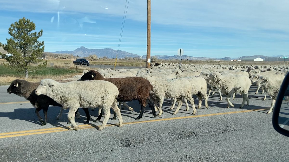 HyggeMan's tweet image. LOVE Where We Live...
.
.
.
.
.
#PicOfTheDay #LoveWhereWeLive #NorthernUtah #SheepDrive #MovingMutton #SmallTownLife