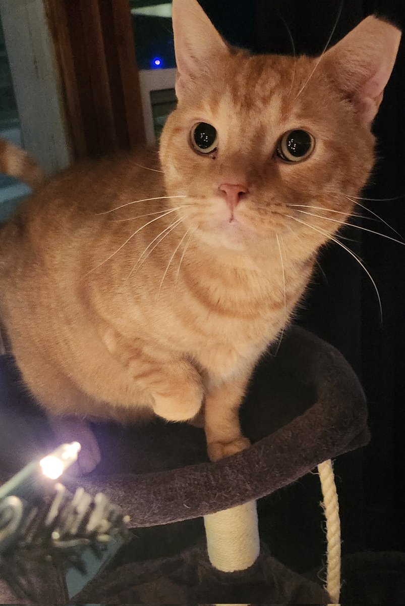 Couldn't wait to put the tree up just to see those sparkly eyes ✨️
