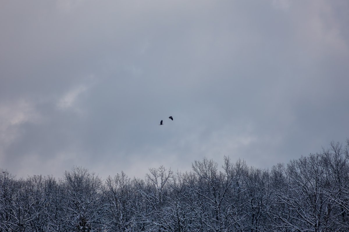 laketherapypics's tweet image. This photo isn’t sharp. But the moment? Crystal clear.
#PerfectlyImperfect #NatureMemory #EagleSnap