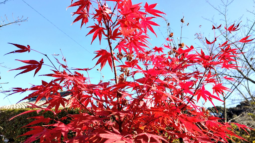 baucyan1's tweet image. #イマソラ #紅葉 #天気
穏やかな天気☀小春日和🌞🍁👩
