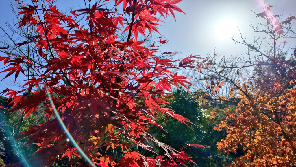 baucyan1's tweet image. #イマソラ #紅葉 #天気
穏やかな天気☀小春日和🌞🍁👩