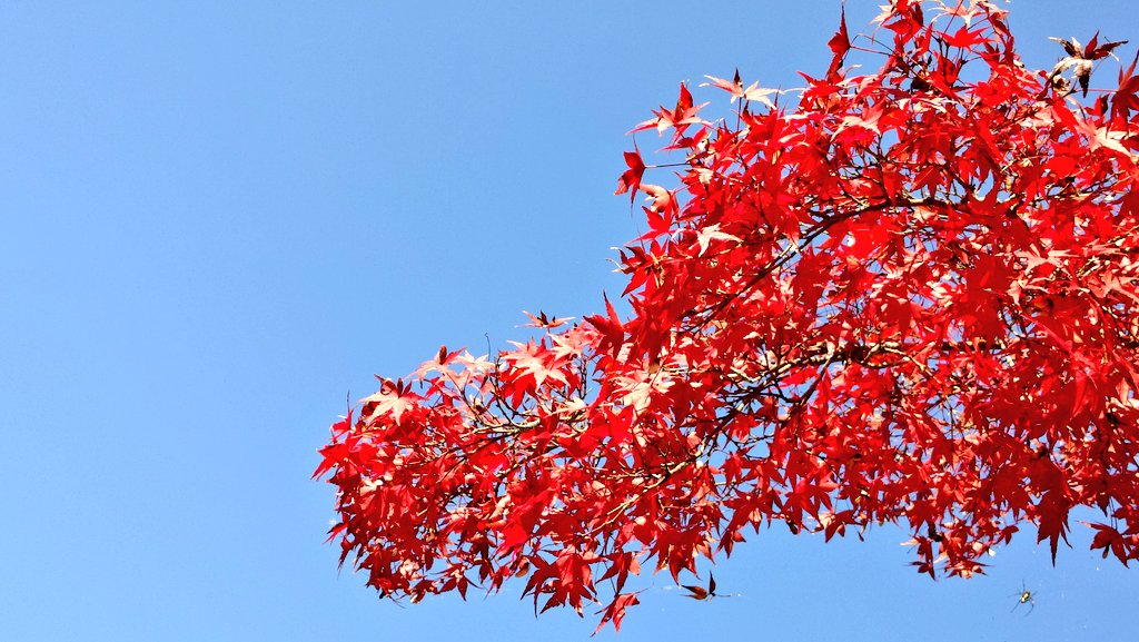 baucyan1's tweet image. #イマソラ #紅葉 #天気
穏やかな天気☀小春日和🌞🍁👩