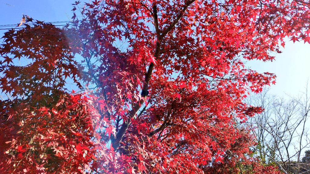 baucyan1's tweet image. #イマソラ #紅葉 #天気
穏やかな天気☀小春日和🌞🍁👩