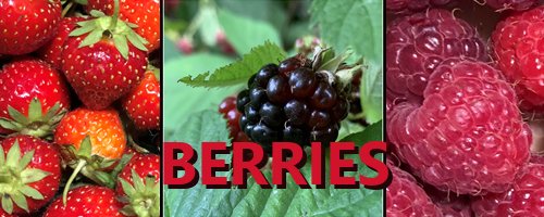 #berries - What I'm #thankful for Today#24 - #strawberry , #Blackberry , #raspberry #dessert #recipes
bit.ly/4otawOl