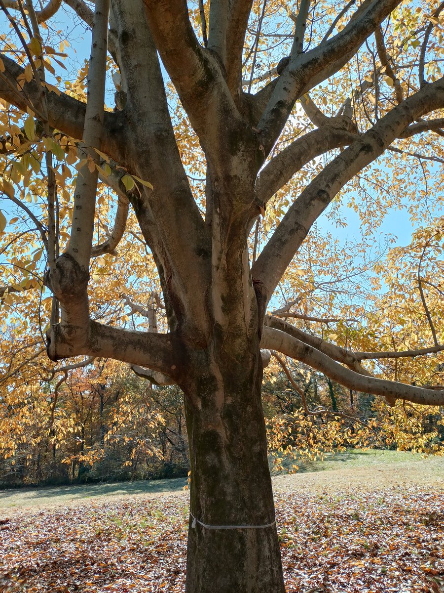 fragment1sian's tweet image. 近くの公園というか山に散歩